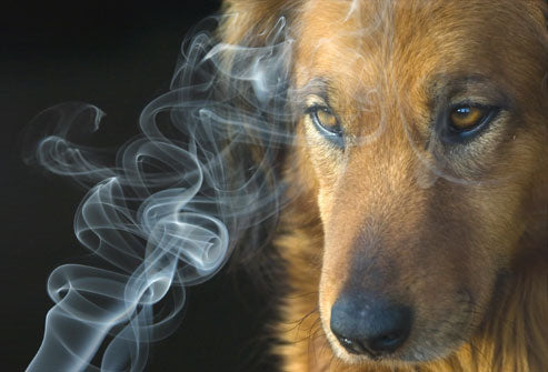 Is It Safe for Dogs to Inhale CBD Smoke?