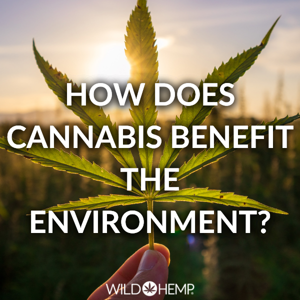 How Does Cannabis Benefit The Environment?