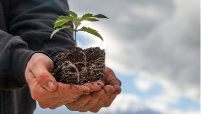 Is Hemp Indica or Sativa?