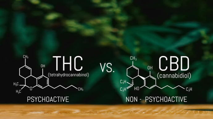 CBD VS THC - Difference Between THC vs CBD oil