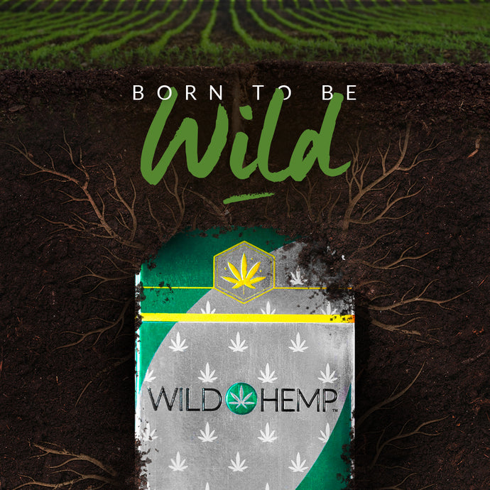 Does CBD flower expire?