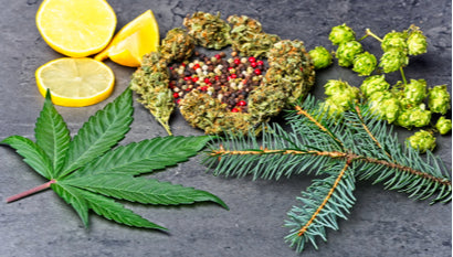 What are cannabis terpenes and what do they do?