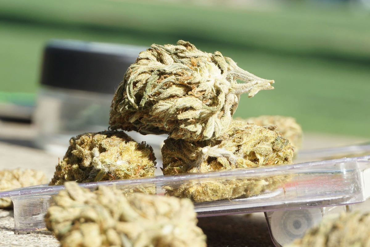 The Ultimate Guide to Smoking CBD Flower Wild Hemp