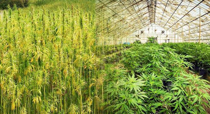 Hemp vs Marijuana: What is Hemp & Will It Get Me High?