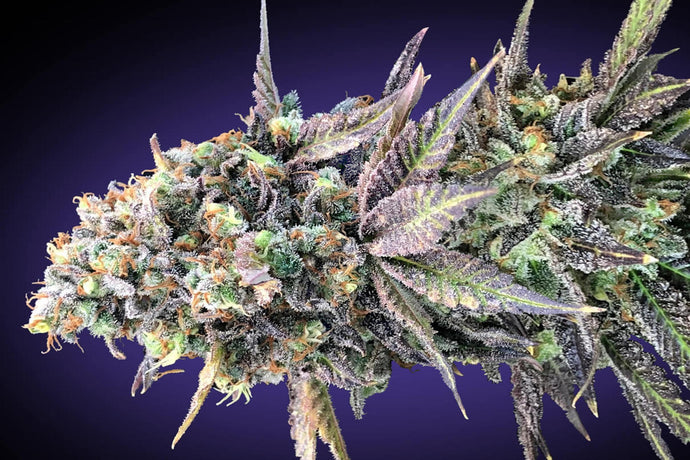 The Ultimate Purple Punch Strain Guide: Effects, Flavors, and More