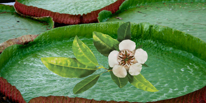What is Copaiba? | What are the benefits of Copaiba? | Full Guide 2022